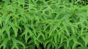 Image result for Gleicheniaceae