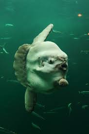 Sunfish Animals Marine Animals Ocean Animals