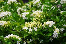 Spring finds the plant covered in hundreds of white flowers, and come fall, the foliage. Eight Low Maintenance Plants That Look Great In The Garden