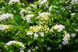 Free for commercial use high quality images. Eight Low Maintenance Plants That Look Great In The Garden