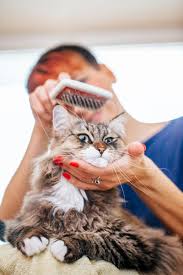 This is to mean that cat head shaking. Grooming Tips For Cats And Dogs