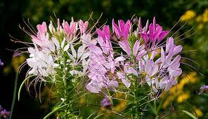 Pin On Ornamental Plants And Shrubs