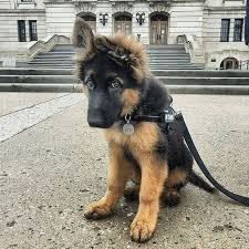 Pin By Ozlem On German Shepherd German Shepherd Dogs Shepherd Dog German Shepherd Puppies