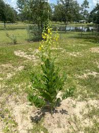 Image result for Crotalaria sphaerocarpa