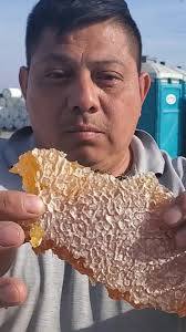 Bees recycling honey at the International Agri-Center in #tularecalifornia  #skykittens #honeycomb #IntlAgExpo #tularecounty #honey #kingsburg