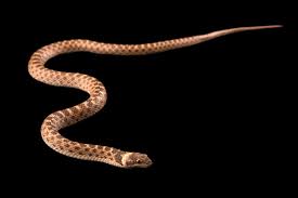 Image result for Hyparrhenia newtonii