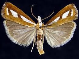 Image result for Catoptria pinella