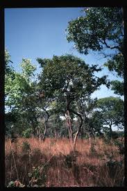 Image result for Brachystegia manga