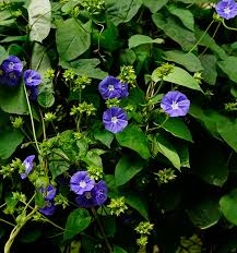 Image result for Jacquemontia