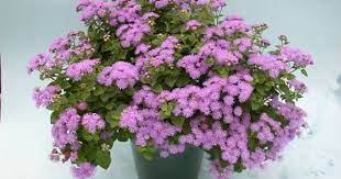 Floriculture Ageratum Plant Habit Growth Plant Identification Plants Little Plants