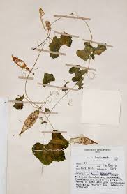 Image result for Kedrostis leloja