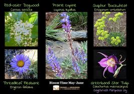 For those who are only familiar with camellias that bloom in spring, camellia sasanqua will come as a. Native Plants Weeds Friends And Neighbors Of Deschutes Canyon Area