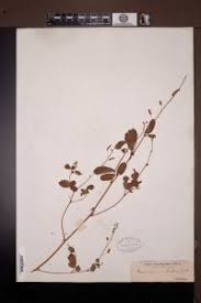 Image result for Grona hirta