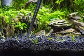 How To Use Root Tabs To Fertilize Aquarium Plants In 2020 Planted Aquarium Plants Live Aquarium Plants