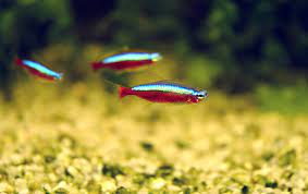 15 Nano Freshwater Fish For Your Aquairum Flagship Choices 2019