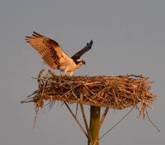 Identification Birds Of Prey In Georgia Lake Oconee In Ga Osprey Nest C Gsp 2015 Osprey Nest Pet Birds Lake Oconee