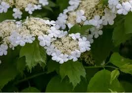 Image result for Hydrangea quercifolia