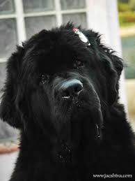 It is a black and white variety of the newfoundland that is recognised as an independent breed in continental europe. Landseer Newfoundland Puppies Ohio Review At Puppies Addlab Aalto Fi
