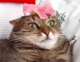 In ancient egypt, wealthy families dressed their cats in elegant jewels because they believed cats had magical powers. Ska Vi Do Eller Hva Basically I Just Wanted To Draw Lion Like The