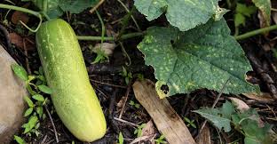 Image result for thrips damage on cucumber