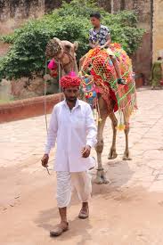 From wikimedia commons, the free media repository. File Camel Ride In Jaipur Jpg Wikimedia Commons