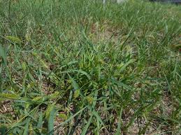Image result for Setaria pseudaristata