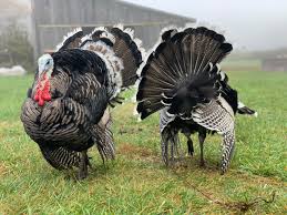 Weights and feed conversion will rival. Raising Turkeys On The Homestead Homestead Mamas
