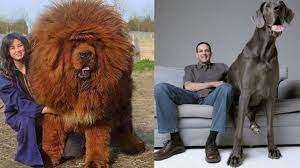 Check spelling or type a new query. Top 10 Biggest Dog Breed In The World Dailyzone