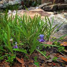 Image result for Clematis villosa