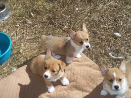 Welsh corgis are some of the healthiest herding dogs out there. Corgis For Adoption Mn