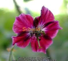 Heisses thema (mehr als 15 antworten) sehr heisses thema (mehr als 25 antworten) thema geschlossen. Storchschnabel Geranium Rosen Forum Garten Forum Schmid Gartenforum
