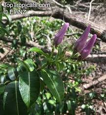 Image result for Wahlenbergia madagascariensis