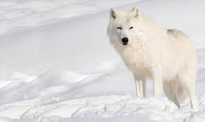 Wolves Arctic Wolf Polar Wolf Wolf Pictures