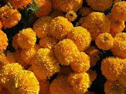 ✓ free for commercial use ✓ high quality images. Pin On Beautiful Flowers