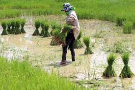 Menghitung Zakat Hasil Pertanian Dan Perkebunan Zakat Or Id