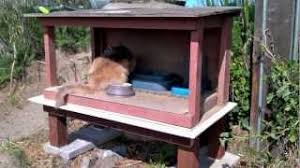 Are you feeding the feral cats in your community? How To Skunk Proof A Feral Cat Feeding Station Youtube