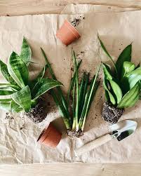 Maybe you would like to learn more about one of these? Snake Plant Care 5 Amazing Benefits Of Sansevieria A Piece Of Rainbow