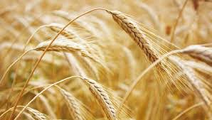 High temperature, tropical and sub tropical. Wheat Farming In Nigeria Step By Step Guide