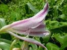 Image result for Crinum subcernuum