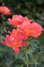 From wikimedia commons, the free media repository. Gardenzeus Recommendations For Floribunda Varieties In California Zone 13
