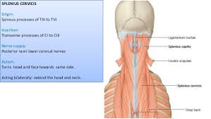 Navigate through the head and neck by the by type of body part you are looking for. Muscles Of Back Suboccipital Triangle