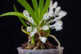 Image result for Podangis dactyloceras