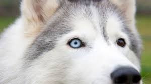 We here at husky dog lovers understand that. Bbc Earth In 1925 A Remote Town Was Saved From Lethal Disease By Dogs