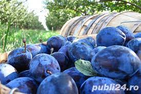 Vand tuica naturala de pruna 100 , fara. Vand Tuica De Prune Mihaesti Casa Si Gradina Publi24 Ro