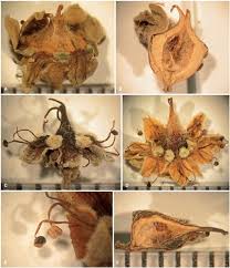 Image result for Homalium abdessammadii