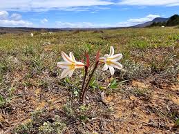 Image result for Cyrtanthus galpinii