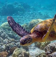 Favorite Sea Animal Turtle Sea Animals Sea Creatures
