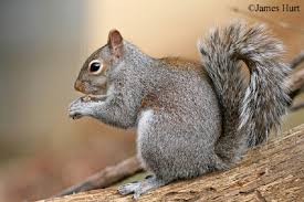 Eastern Gray Squirrel State Of Tennessee Wildlife