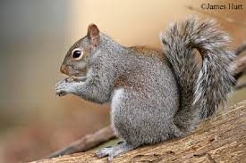 eastern gray squirrel state of tennessee wildlife