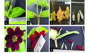 Image result for Aspilia kotschyi